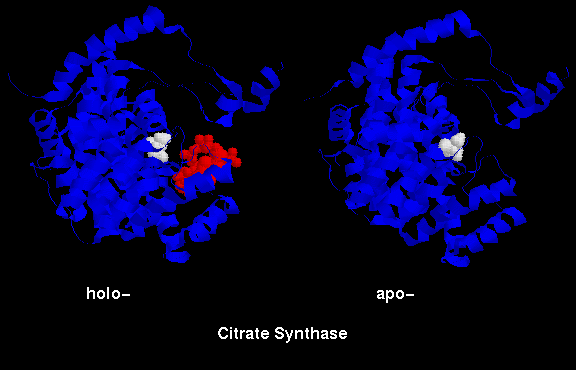 Citrate Ion Structure