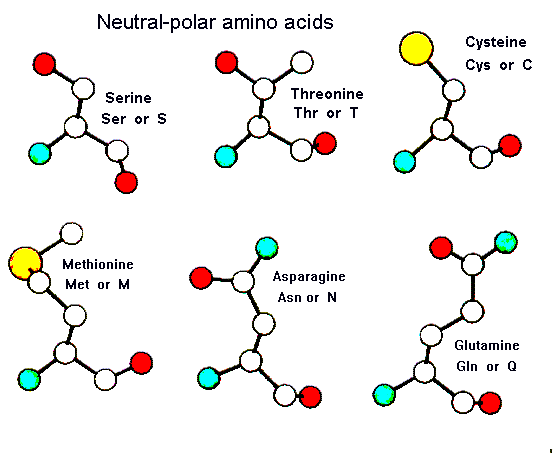 Properties Of The Amino Acids