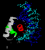 DNA Binding