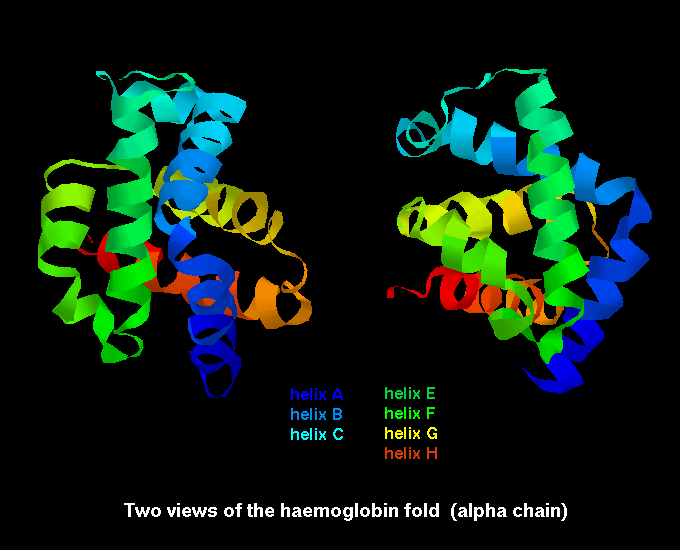 Alpha wiki. Миоглобин. Миоглобин структура. Hemoglobin subunit Beta. Полипептиды фото.