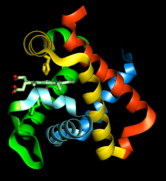 Protein Interactions: Haemoglobin