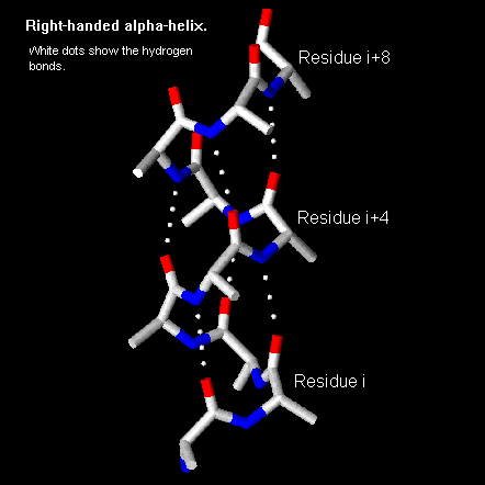Peptide Torsion Angles and Secondary Structure