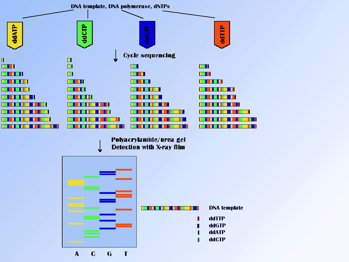Секвенирование нуклеотидов. Схема секвенирования ДНК. Секвенирование по Сэнгеру. Секвенирование ДНК по методу Сэнгера. Схемы метода секвенирования.