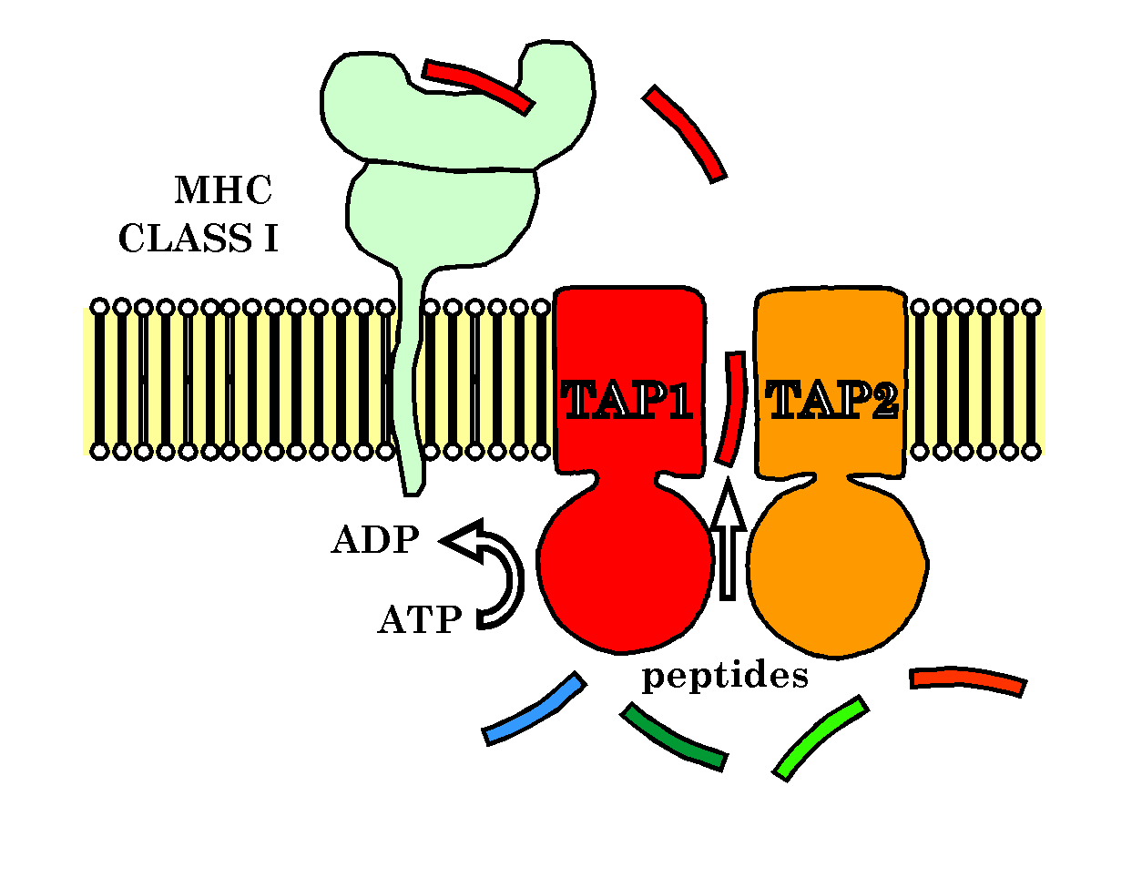 Tap1/Tap2 diagram