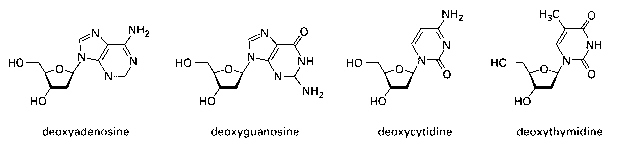 dA dC dG dT structure