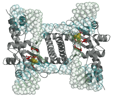 Ydc2-junction_complex
